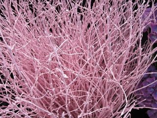 珊瑚，海，奇异，粉红色，自然