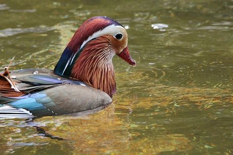 Du，艾克斯Galericulata，鸭，鸭鸟，鸟