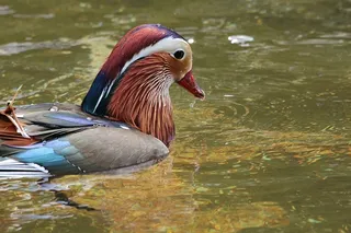 Du，艾克斯Galericulata，鸭，鸭鸟，鸟