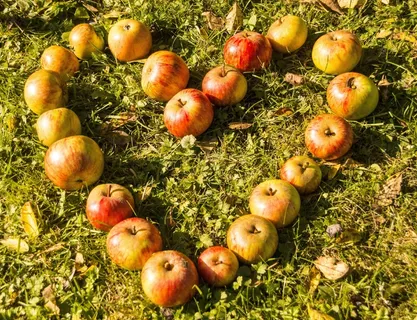 心,苹果,高峰,水果,爱,吃,食品,苹果心 心,苹果,高峰,水果,爱,吃,食品,苹果心