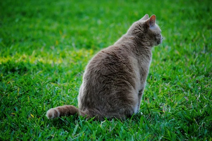 猫，猫的，宠物，草，动物，家养