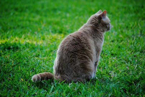 猫，猫的，宠物，草，动物，家养