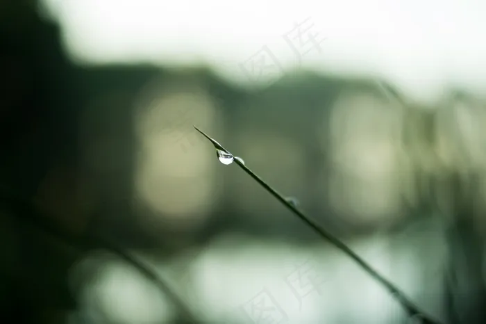 高尔夫运动,高尔夫球,钓竿,针,缝纫针,在草叶上的雨滴