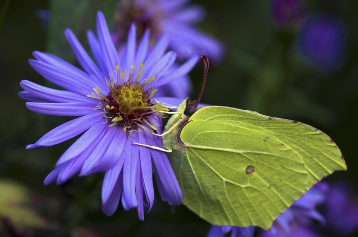Gonepteryx Rhamni，蝴蝶，秋季，黄色，绿色