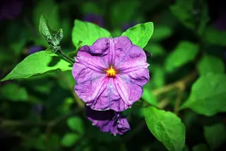 马铃薯布什花，花，马铃薯布什，紫色，明亮