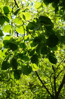 林德,Lipovina,叶子,叶子,绿色,光,地狱 林德,Lipovina,叶子,叶子,绿色,光,地狱