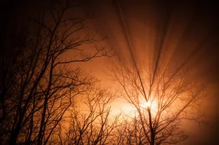 树，剪影，阳光，光，橙色，射线，自然