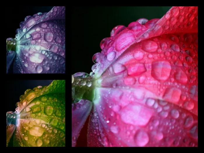 花，拼贴画，颜色，一滴水，春天