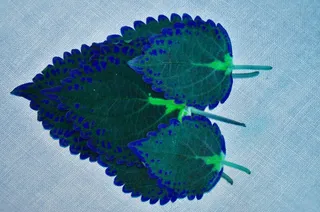 心，蓝色，叶，绿色，自然，爱，植物，自然