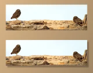 鸟类，家庭，猫头鹰，智利，羽毛