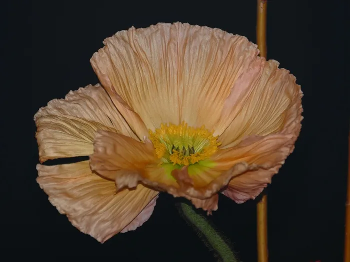 银莲花，开花，雄蕊，皇冠海葵，粉红色