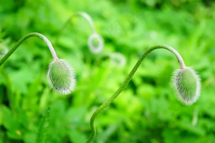 芽，罂粟芽，克拉茨莫恩，毛茸茸，罂粟Rhoeas