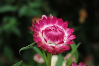 蜡菊，Strawflower，鲜花，粉红色，植物