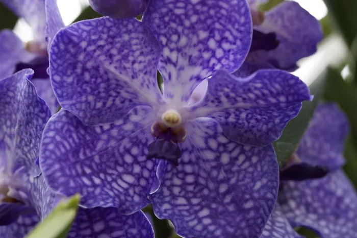 兰花，兰花花，开花，花，盛开