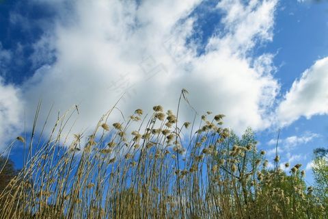 芦苇，天空，Teichplanze，沼泽植物，云