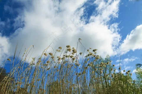 芦苇，天空，Teichplanze，沼泽植物，云
