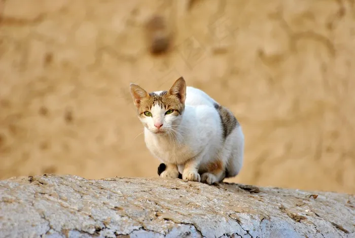 猫，布朗，墙，动物，自然，白猫，棕猫