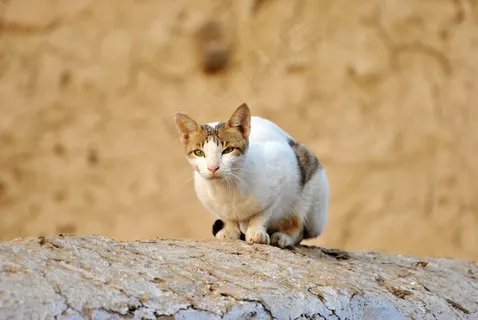 猫,布朗,墙,动物,自然,白猫,棕猫 猫,布朗,墙,动物,自然,白猫,棕猫