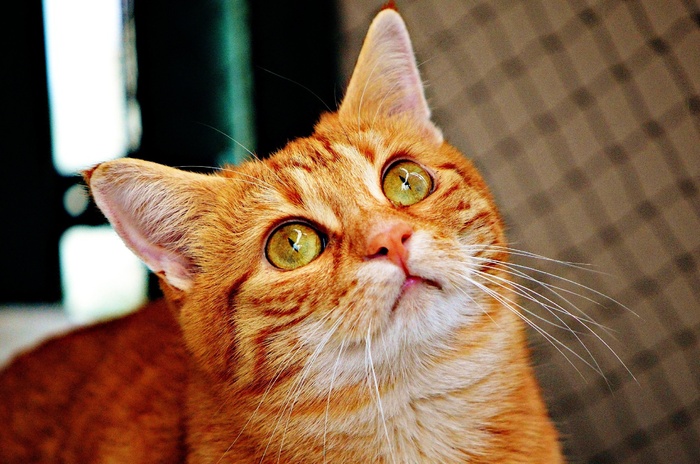 猫，宿醉，红色，可爱，鲭鱼，虎，甜