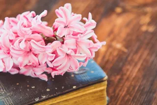 风信子，书，花，花，粉红色，老书，使用