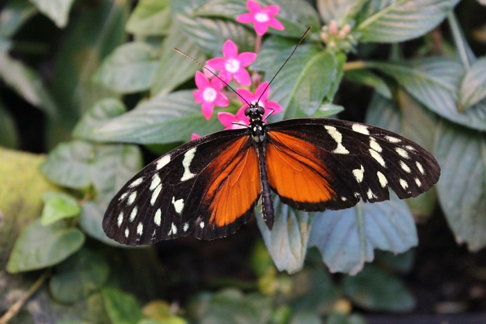 蝴蝶，动物，昆虫，花朵