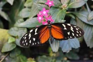 蝴蝶，动物，昆虫，花朵