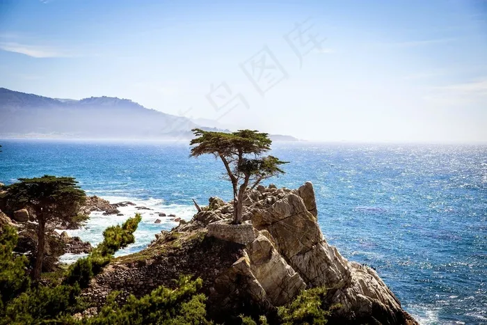 树，悬崖，岩，海岸，岸，海，海洋，水