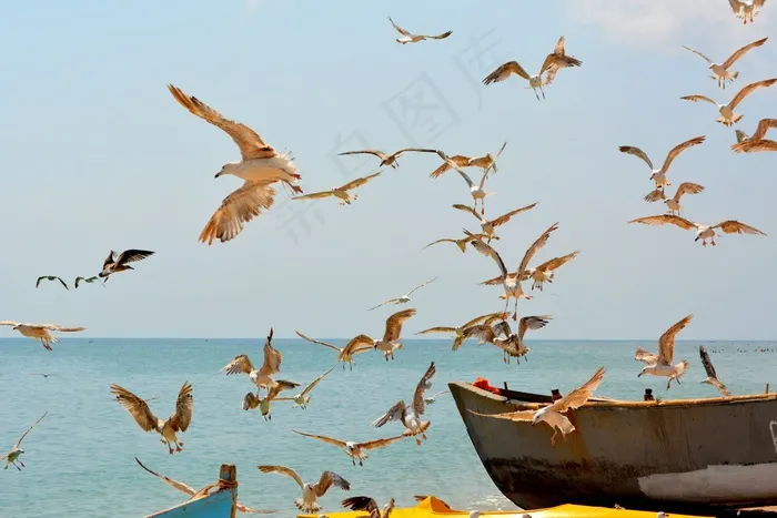 海鸥，斯托尔，鸟，飞行，水，伟大，船