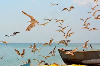 海鸥，斯托尔，鸟，飞行，水，伟大，船