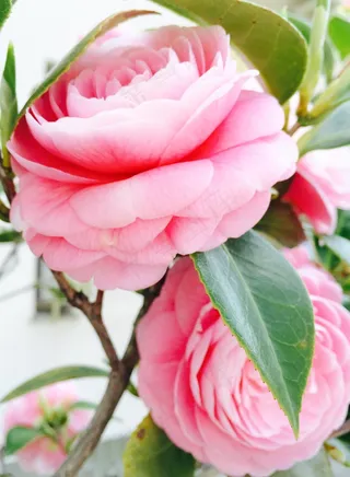 自然，花，植物