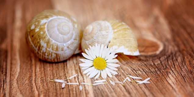 雏菊，指出花，开花，黄色，白色