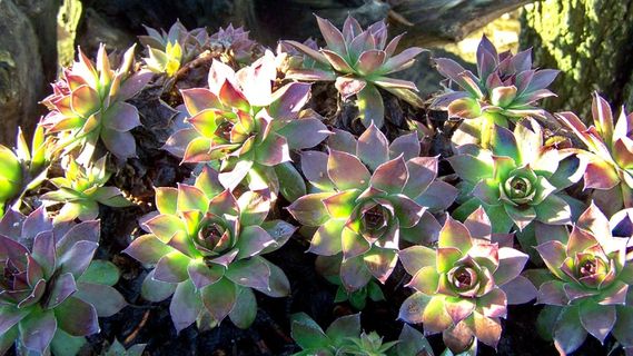 植物，凯罗萨，自然