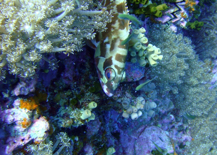 鱼，泰国，海洋多样性，海，海洋