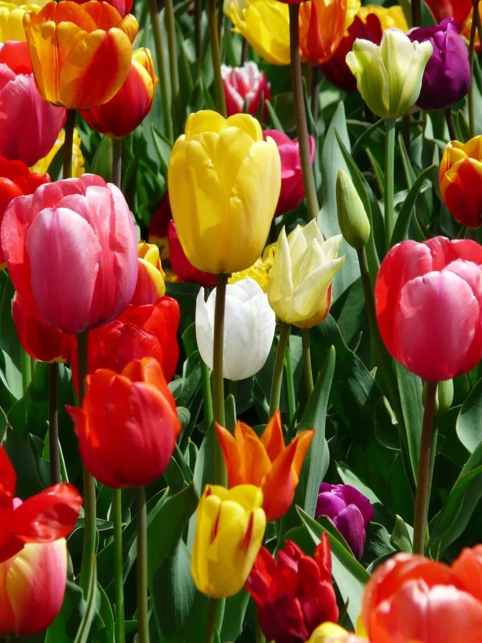 郁金香，黄色，黄色肿瘤，郁金香，Tulpenbluete