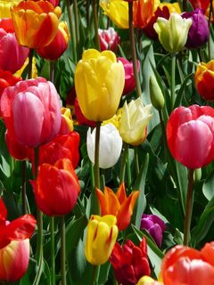 郁金香，黄色，黄色肿瘤，郁金香，Tulpenbluete