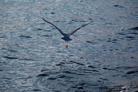 水鸟，苍鹭，飞行，优雅，灰色，清晨