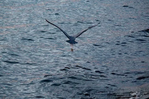 水鸟，苍鹭，飞行，优雅，灰色，清晨