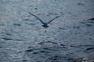 水鸟，苍鹭，飞行，优雅，灰色，清晨