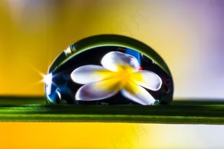 一滴水，滴水，草叶，开花，盛开