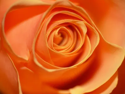 玫瑰,蔷薇科,花,开花,橙色,爱 玫瑰,蔷薇科,花,开花,橙色,爱