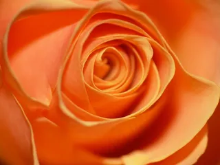 玫瑰，蔷薇科，花，开花，橙色，爱