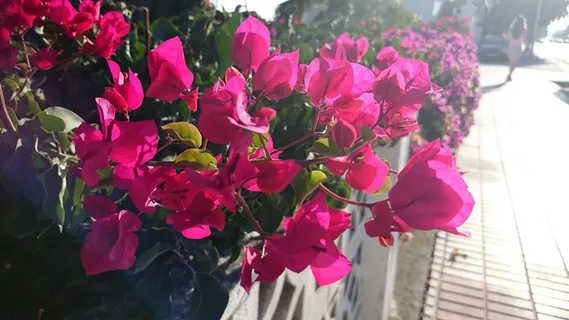 蝴蝶兰,叶子花,光叶子花,九重葛,花卉,花春天 蝴蝶兰,叶子花,光叶子花,九重葛,花卉,花春天