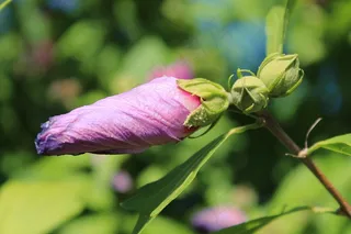 开花，花，布什，关闭，紫色，植物