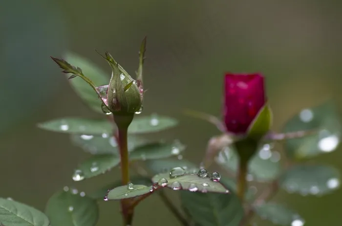 玫瑰，芽，粉红色，绿色，一滴水，雨滴，滴灌