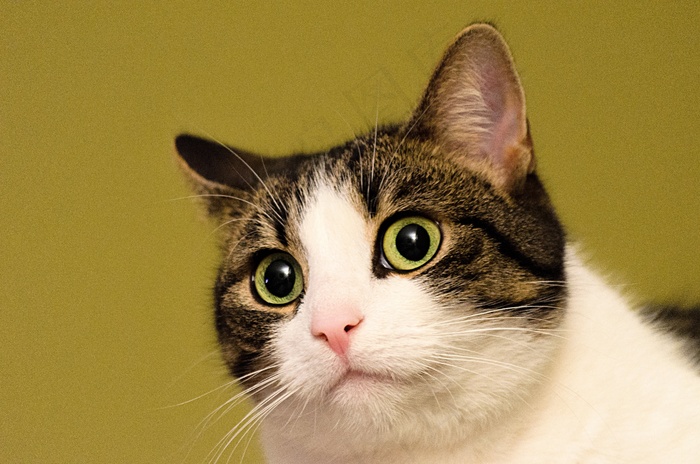 猫，家猫，动物，肖像，猫脸