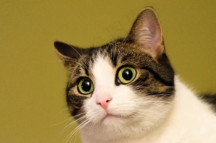 猫，家猫，动物，肖像，猫脸