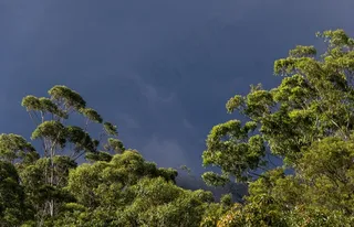 口香糖树，桉树，绿色，本地人，亚热带