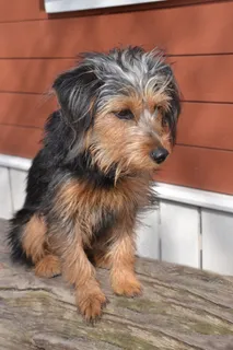 狗,小猎犬,维也纳约克郡,杂种,宠物,动物 狗,小猎犬,维也纳约克郡,杂种,宠物,动物