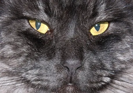 黑猫,头,脸,宏,关闭,寻找 黑猫,头,脸,宏,关闭,寻找