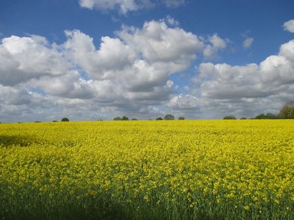 原野，油菜，风景，梅克伦堡，春天